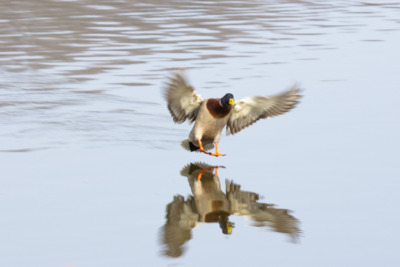 Ente im Landeanflug