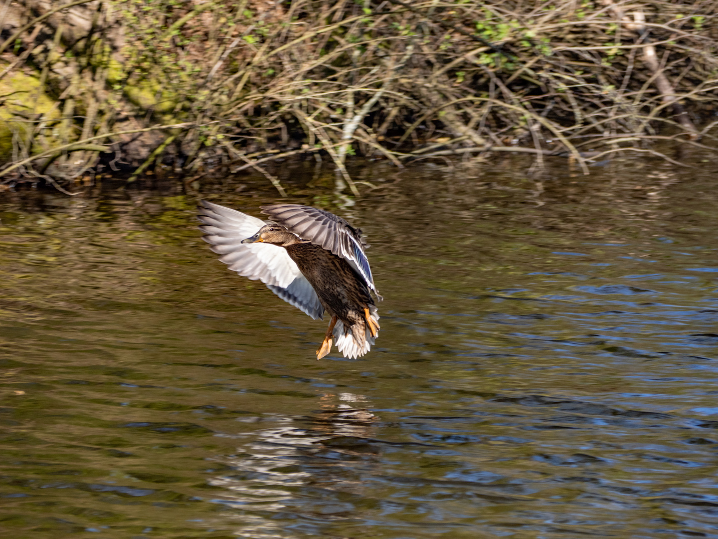 Ente im Landeanflug