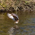 Ente im Landeanflug