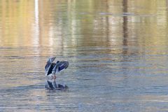 Ente im Landeanflug