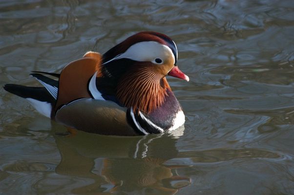 Ente im Leipziger Zoo