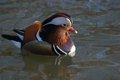 Ente im Leipziger Zoo