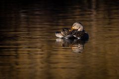 Ente im Licht