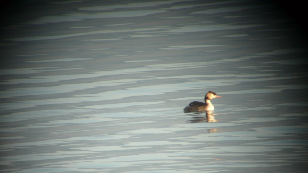 Ente im Licht