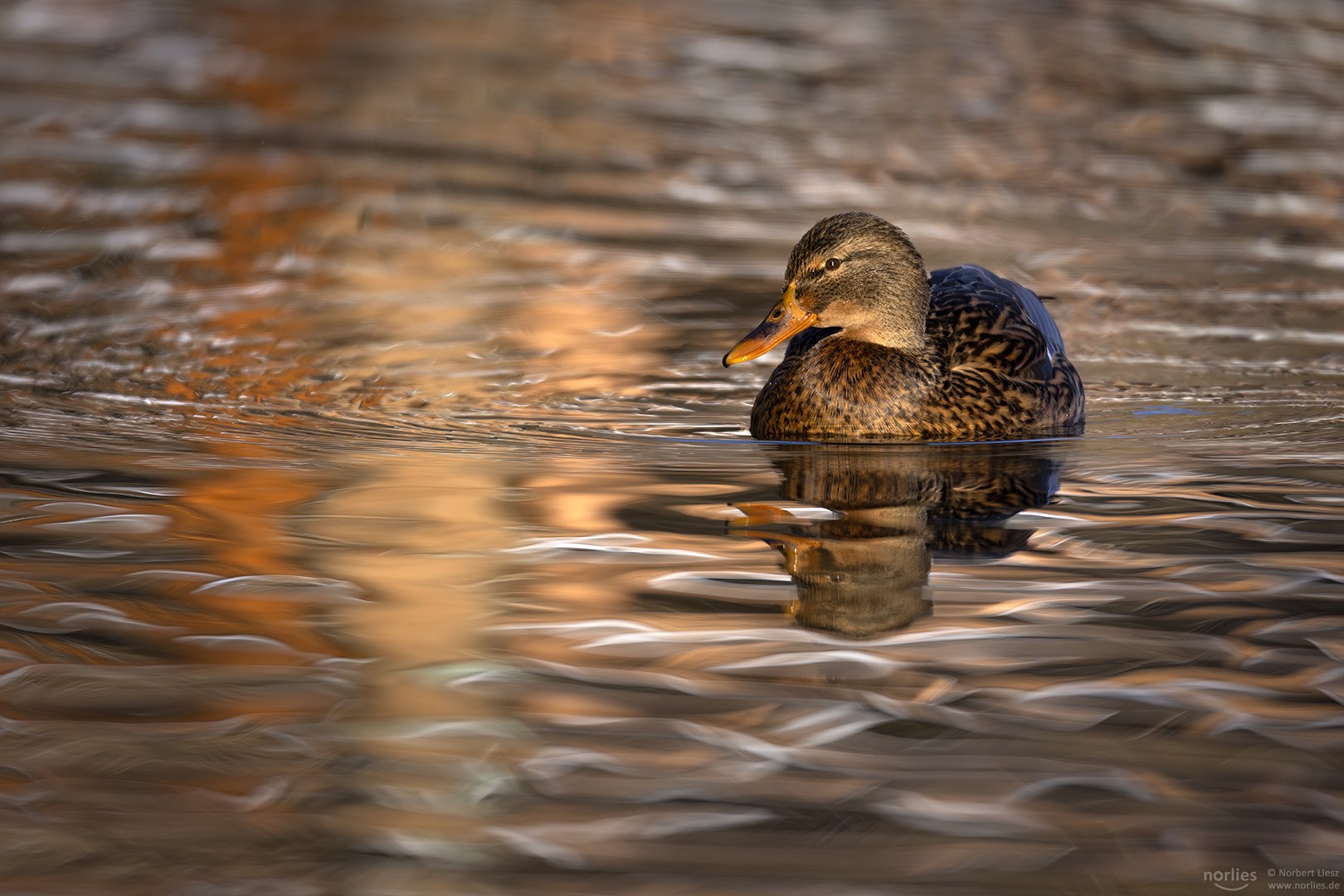 Ente im Licht