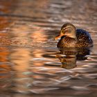 Ente im Licht