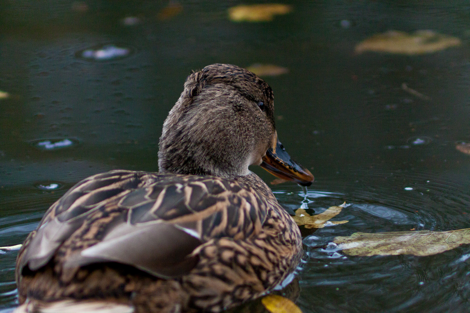 Ente im Loemühlesee