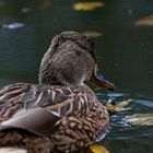 Ente im Loemühlesee