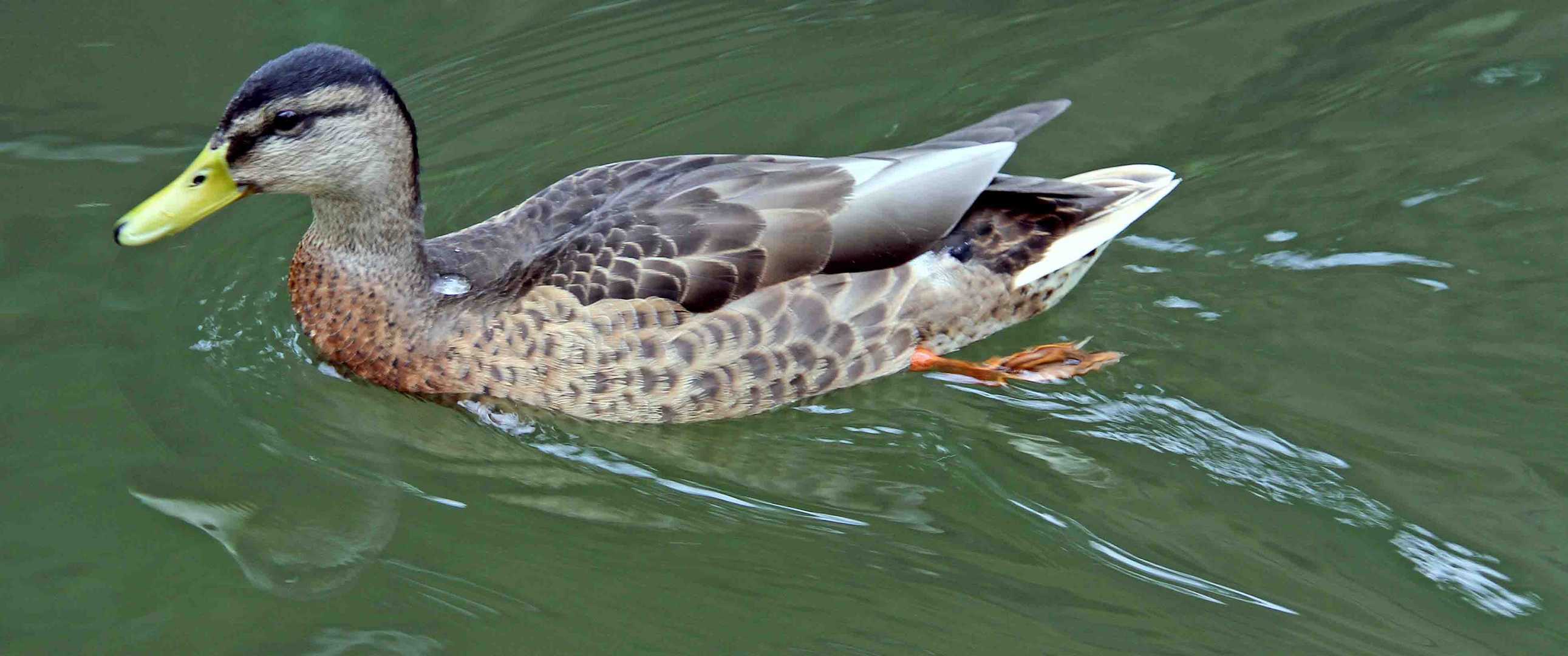 Ente im Memminger Stadtbach