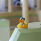 Ente im menschenleeren Schwimmbad