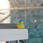 Ente im menschenleeren Schwimmbad