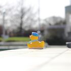 Ente im menschenleeren Schwimmbad