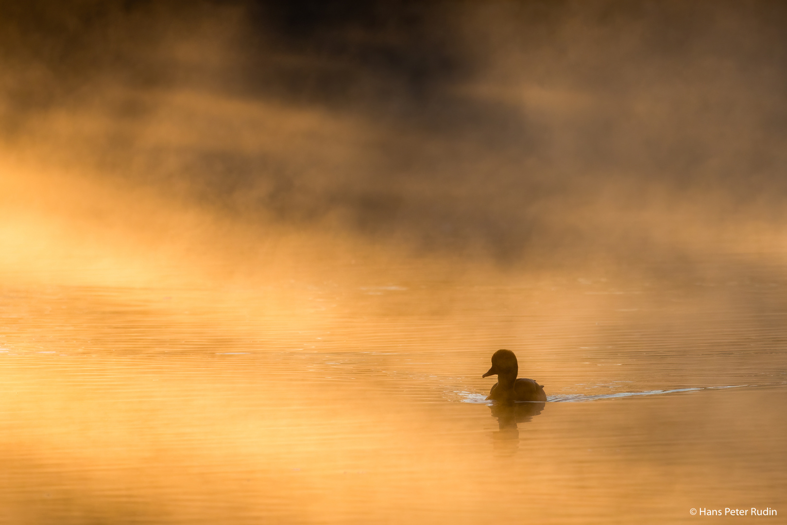 Ente im Morgendunst