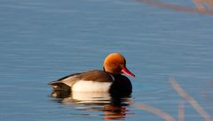 Ente im Morgenlicht