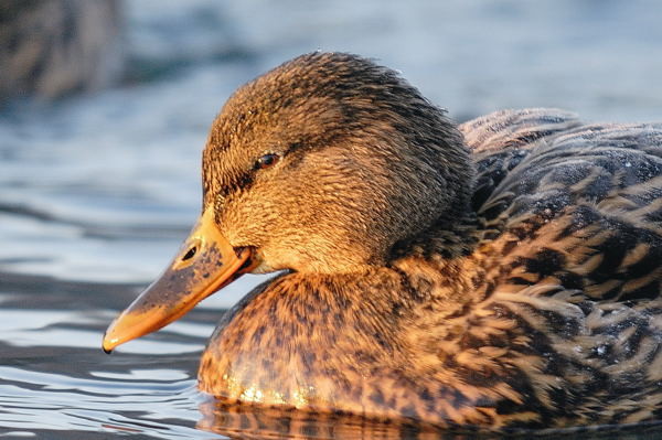 Ente im Morgenlicht