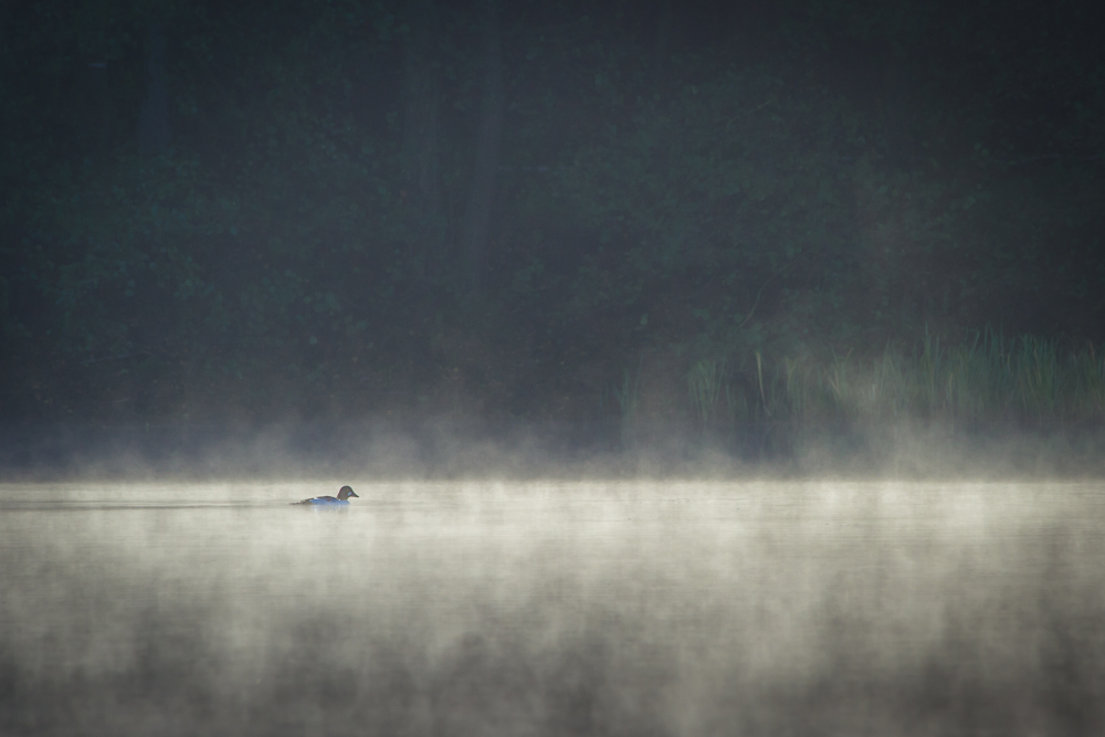 Ente im Morgennebel