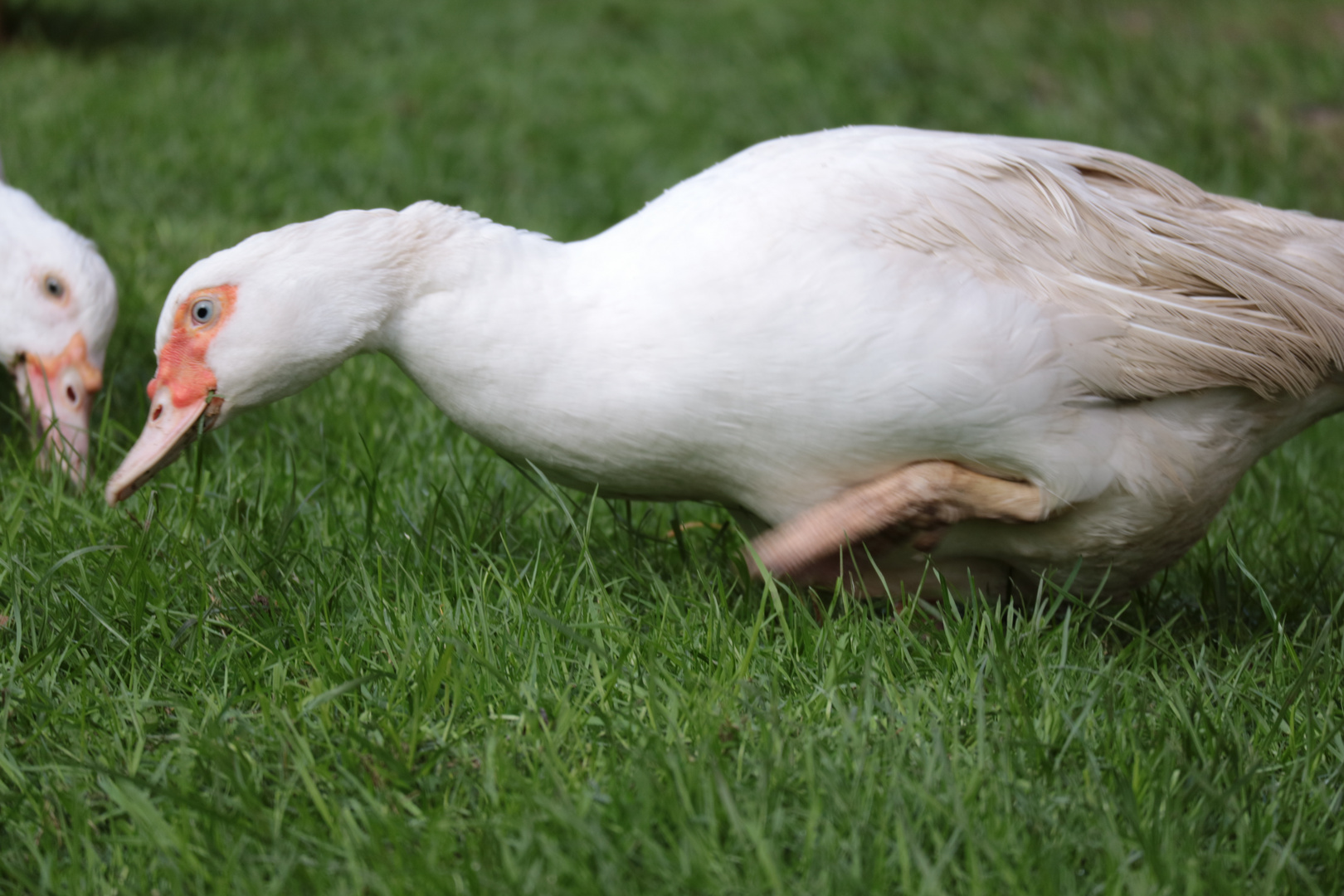 Ente im Museumsdorf Volksdorf