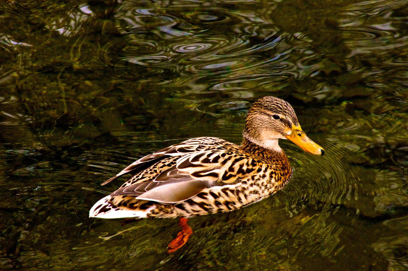 Ente im Nymphenburger Park