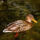 Ente im Nymphenburger Park