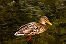 Ente im Nymphenburger Park by FMW51 