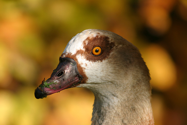 Ente(?) im Palmengarten Frankfurt