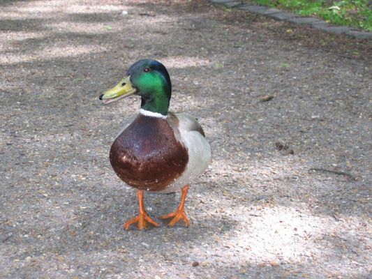 Ente im Park