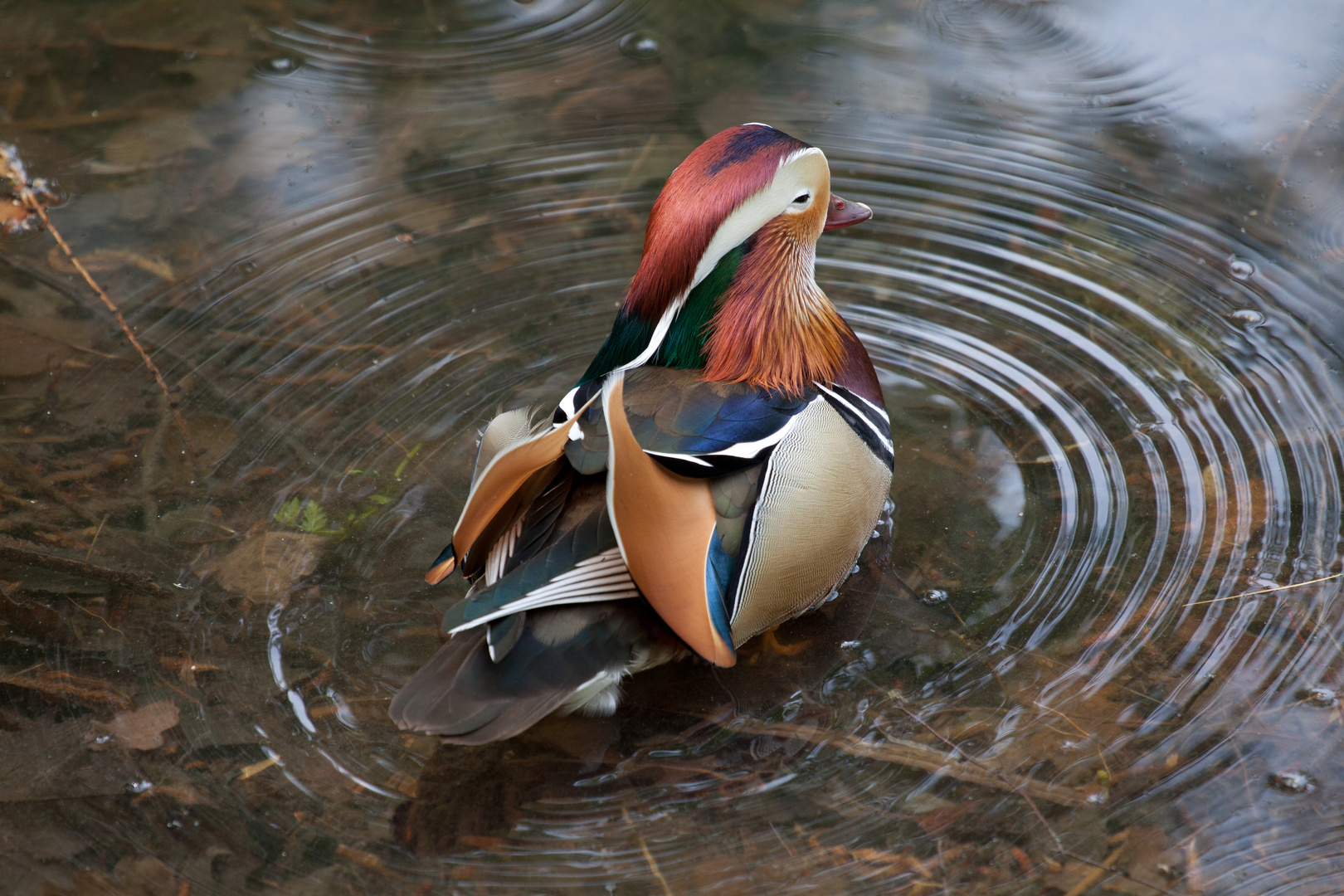 Ente im Park