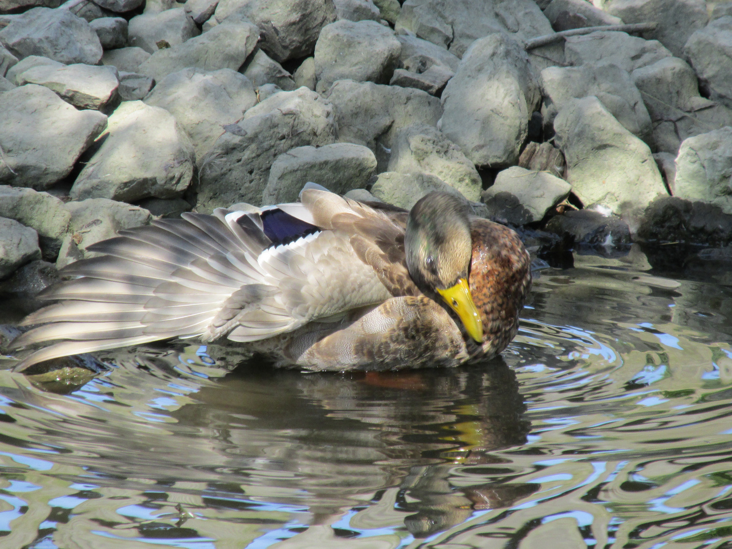 Ente im Park