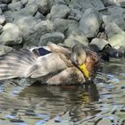 Ente im Park