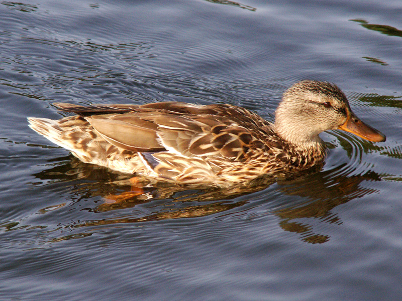 Ente im Park