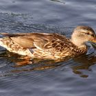 Ente im Park