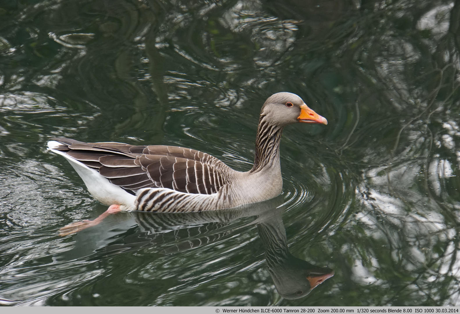 Ente im Park