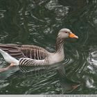 Ente im Park