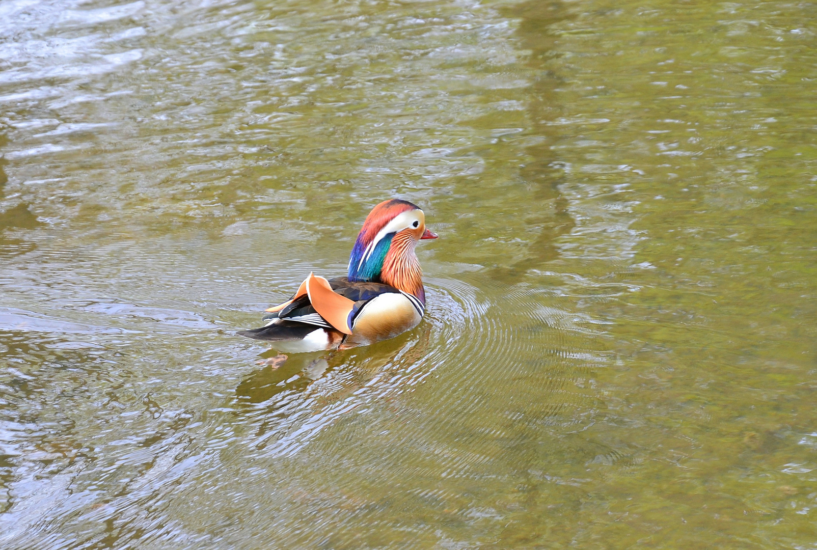 Ente im Park von Schloss Pillnitz