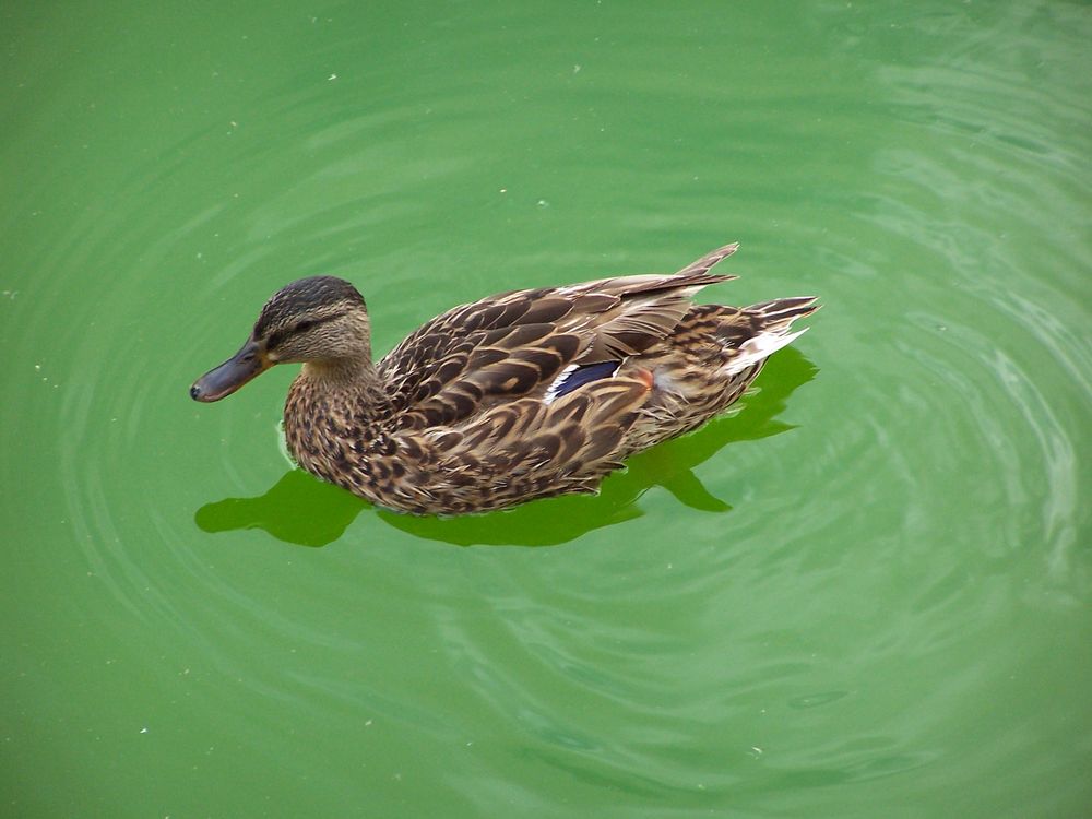 Ente im Parkteich