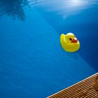 Ente im Pool