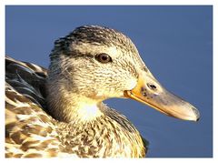 Ente im Porträt