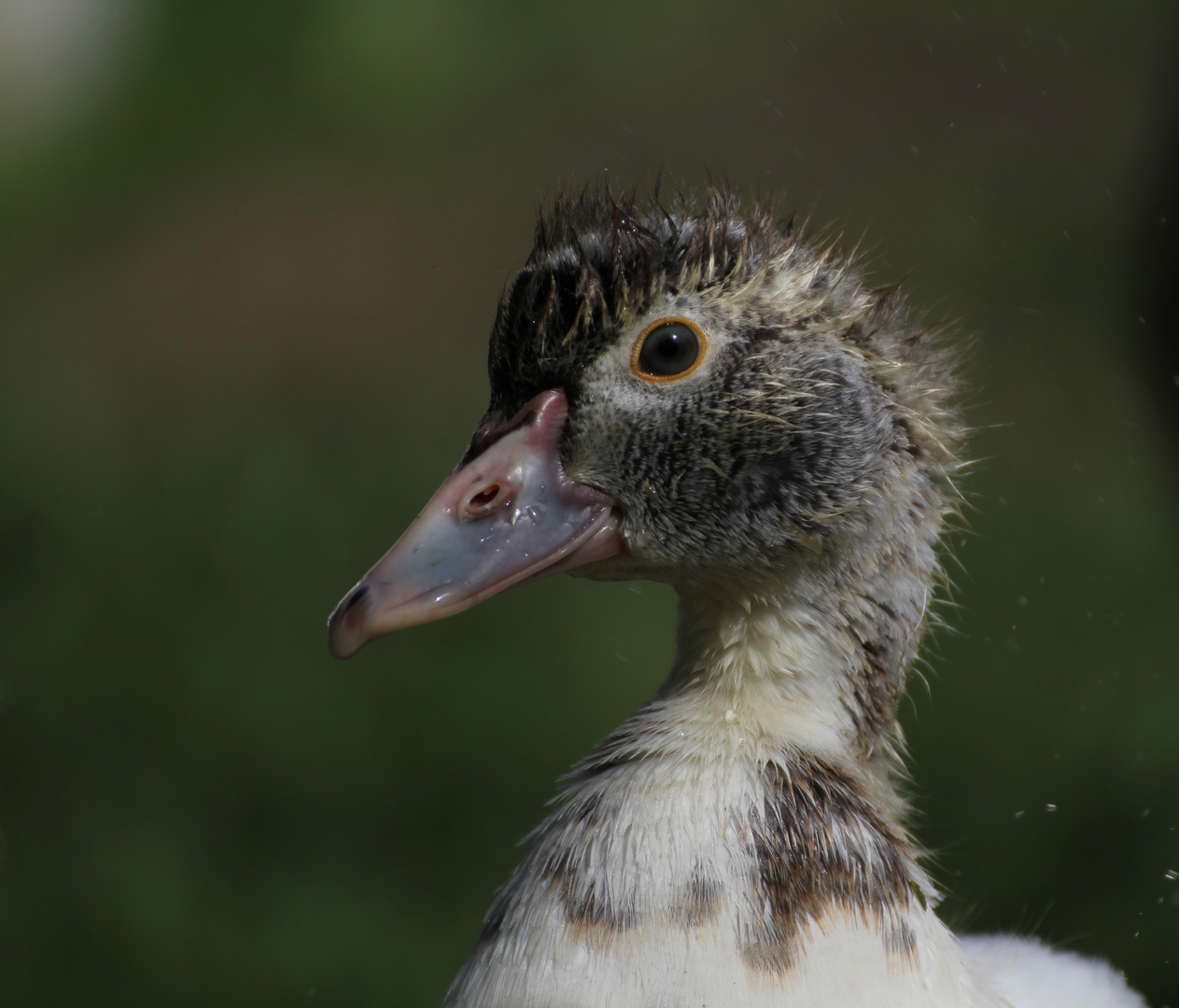 Ente im Portrait