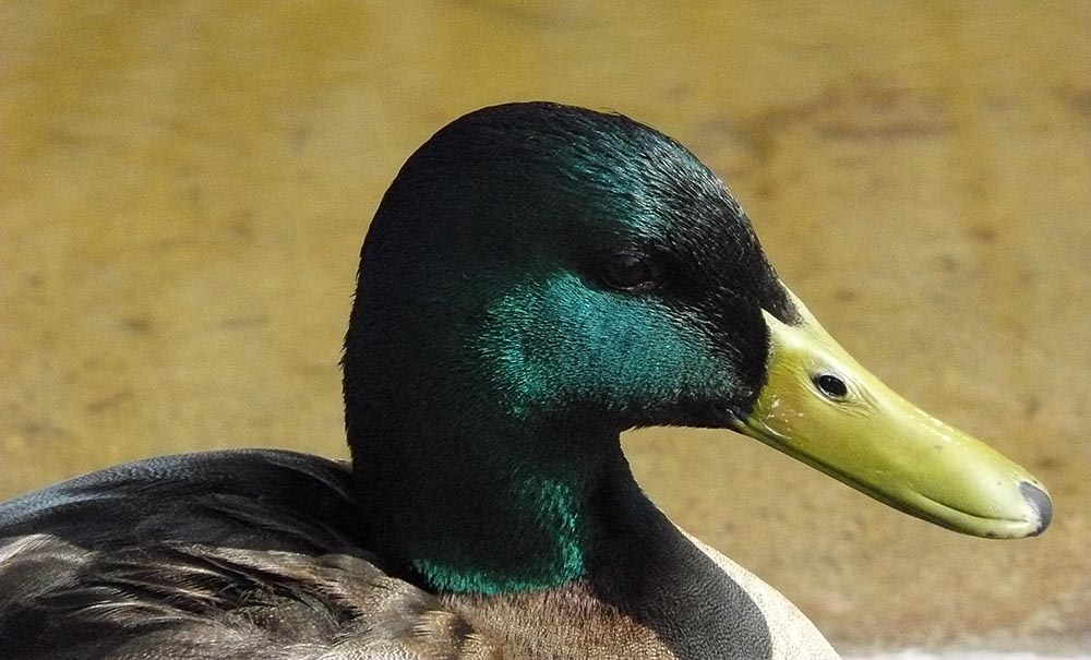 Ente im Portrait