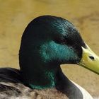 Ente im Portrait