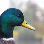 Ente im Profil