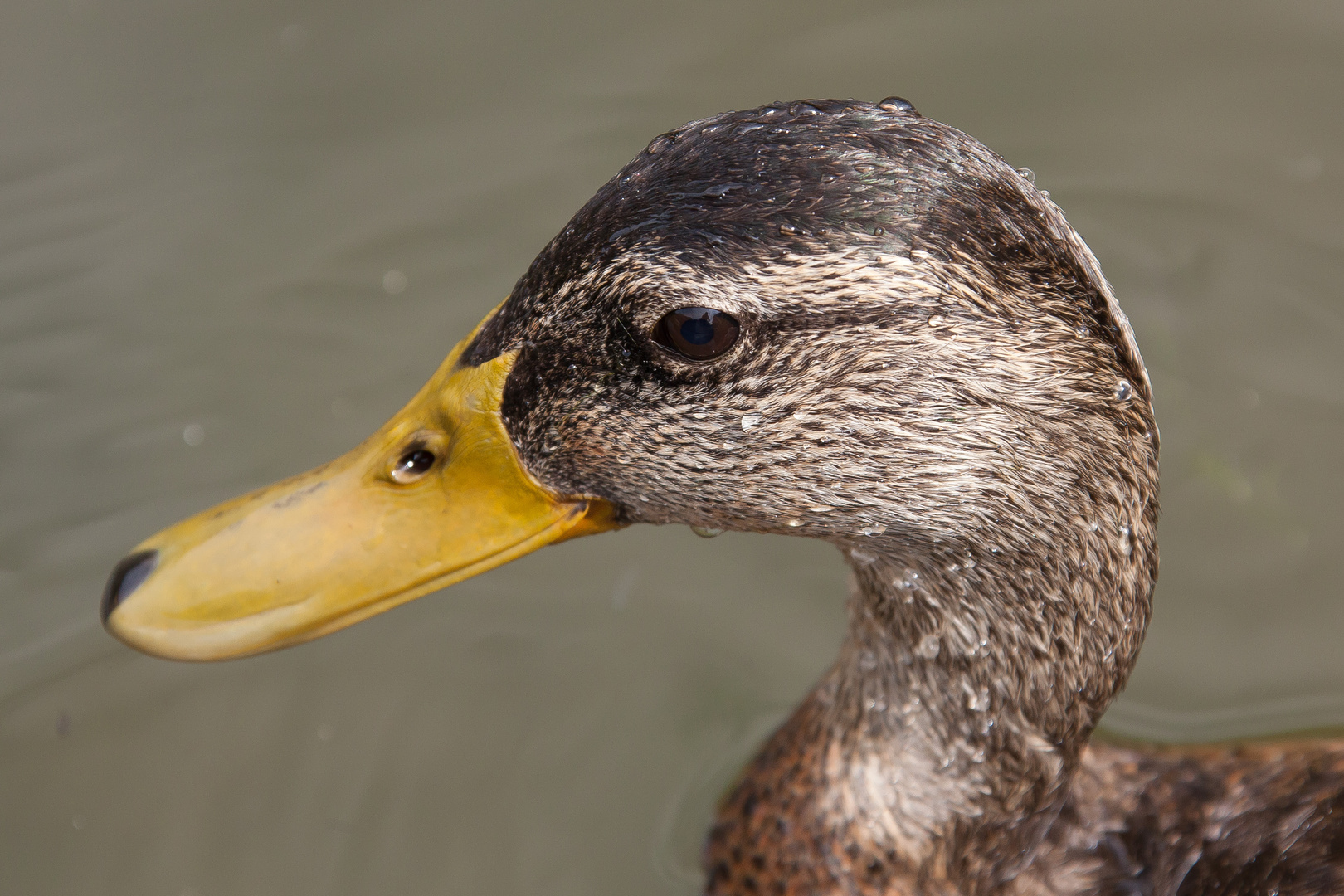 Ente im Regen