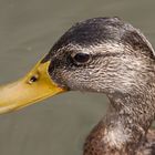 Ente im Regen