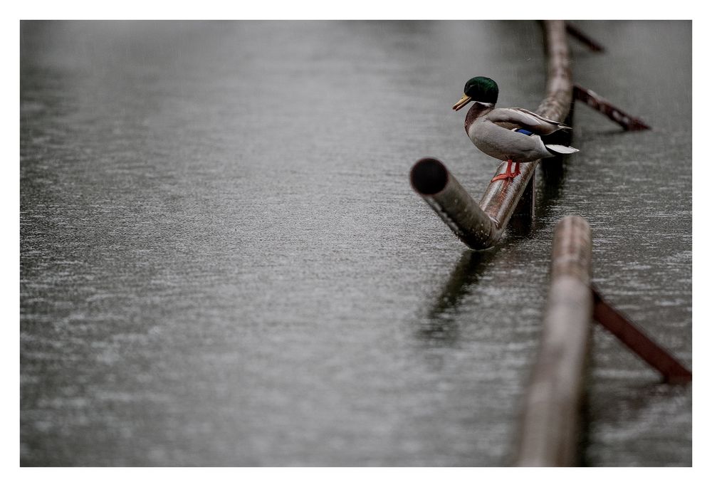 Ente im Regen