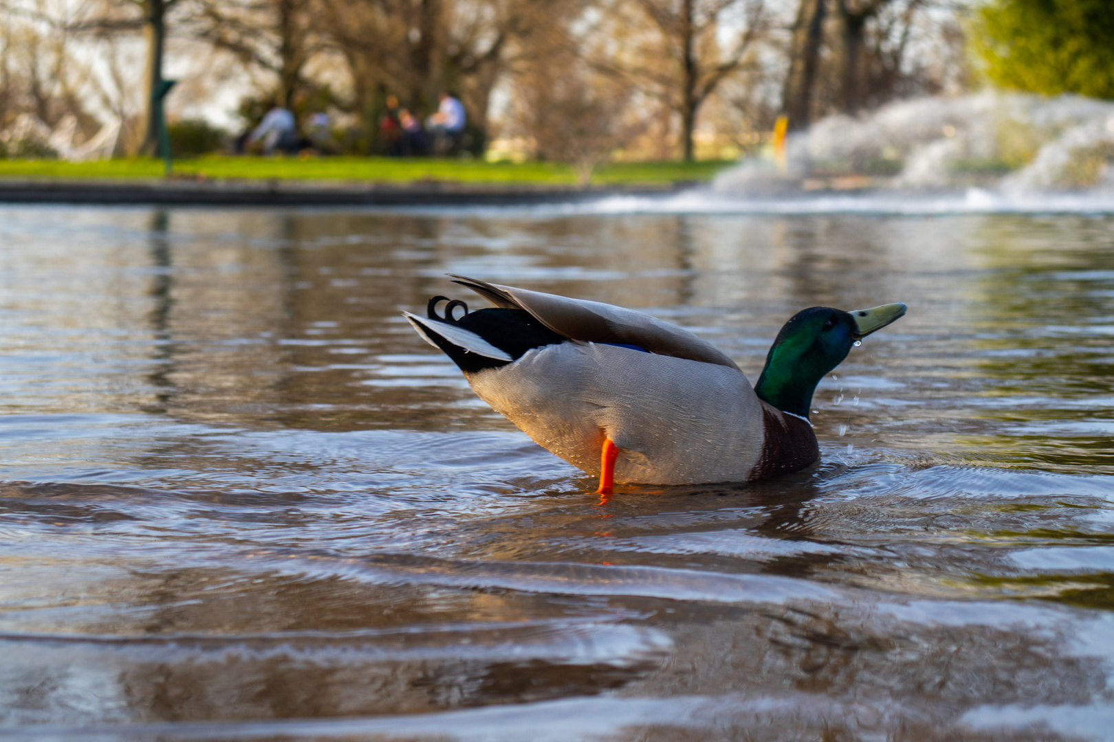 Ente im Rheinpark