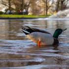 Ente im Rheinpark