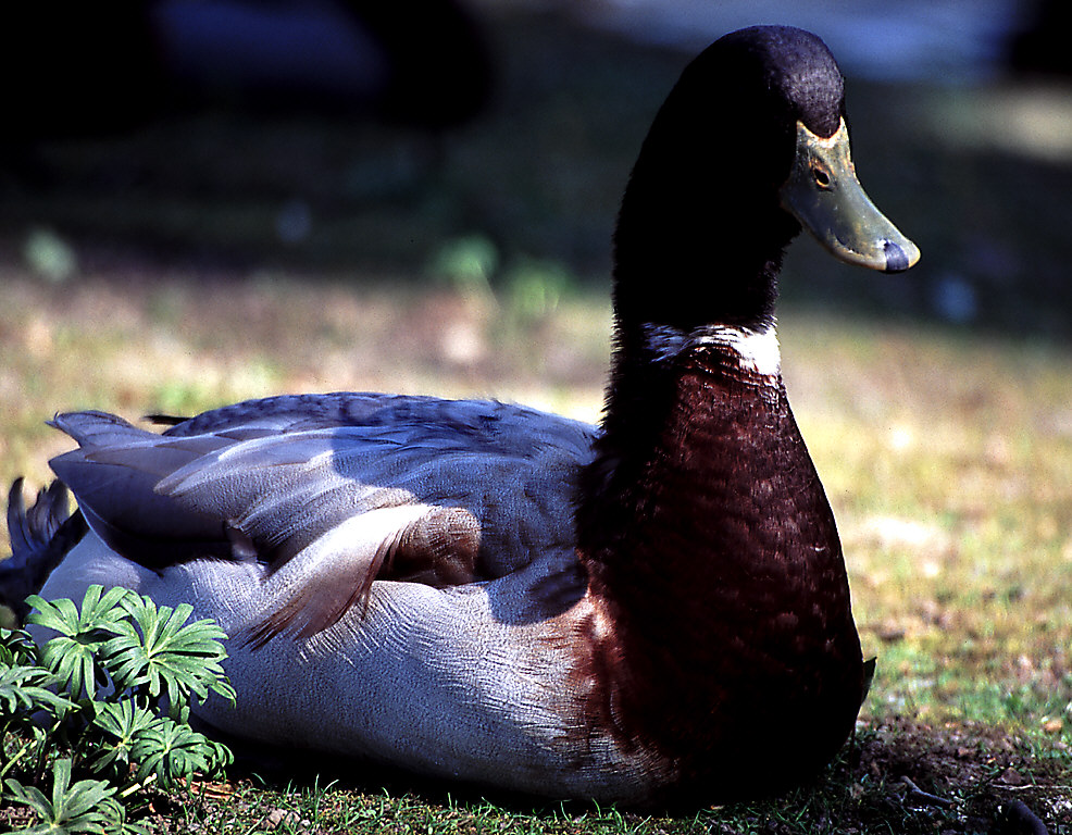 Ente im Rombergpark