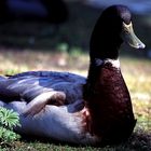 Ente im Rombergpark