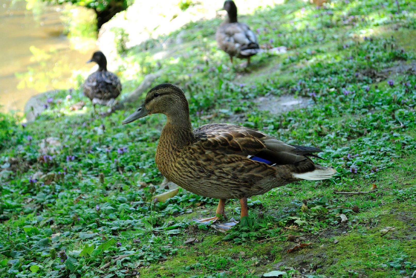 Ente im Rombergpark Dortmund