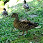 Ente im Rombergpark Dortmund